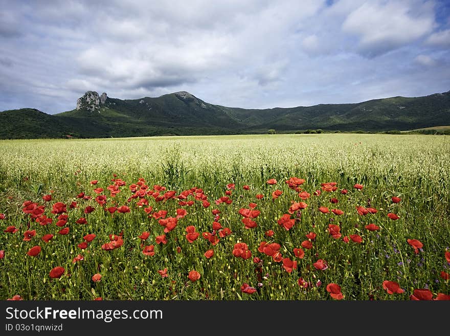 Poppies and Mountains