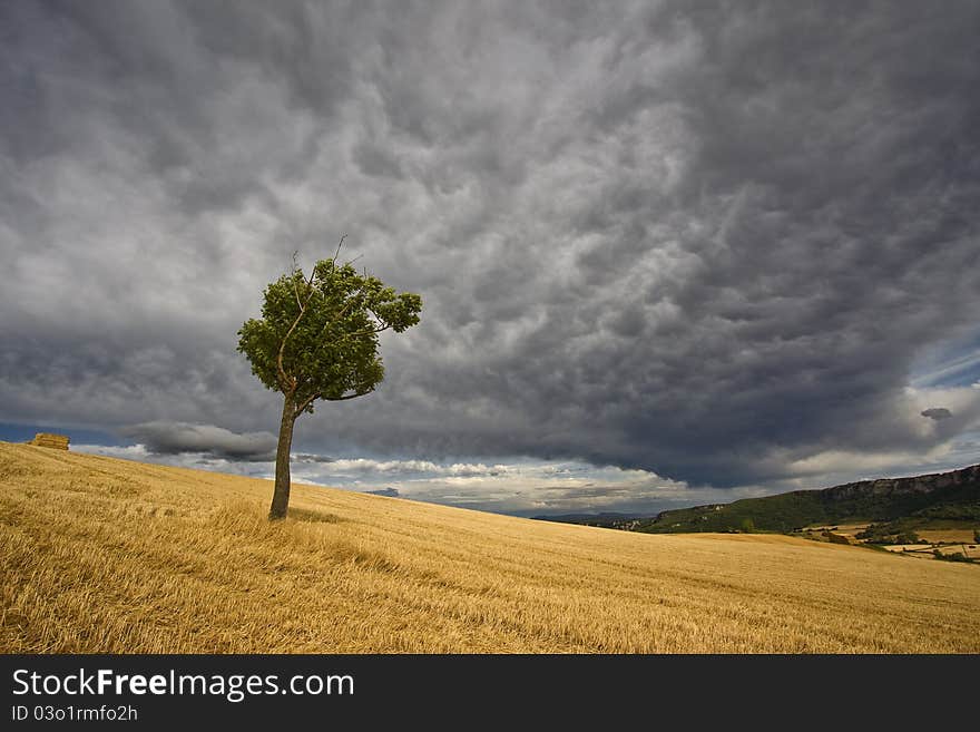 Lonly tree with a grey sky. Lonly tree with a grey sky