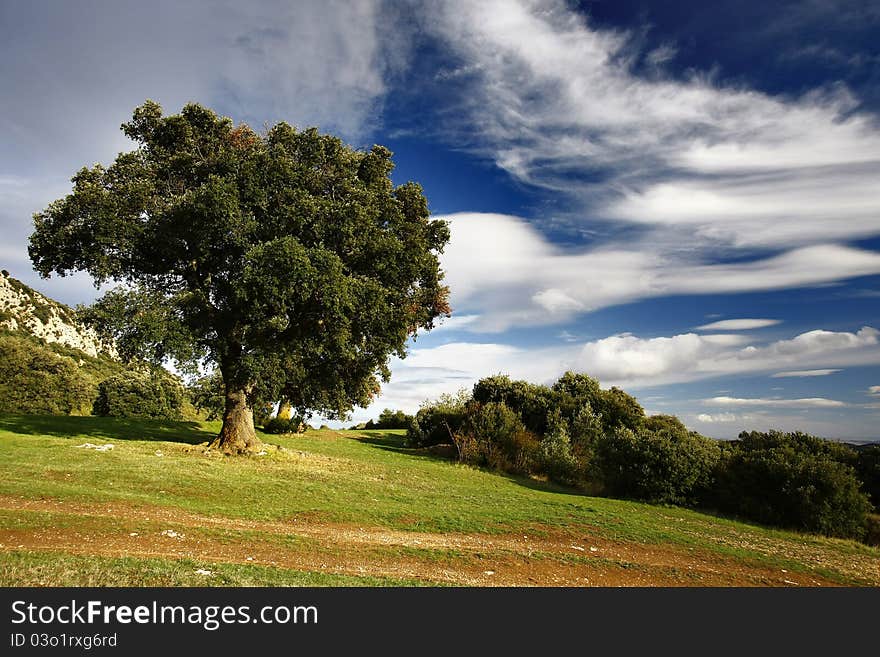 Tree And Clouds