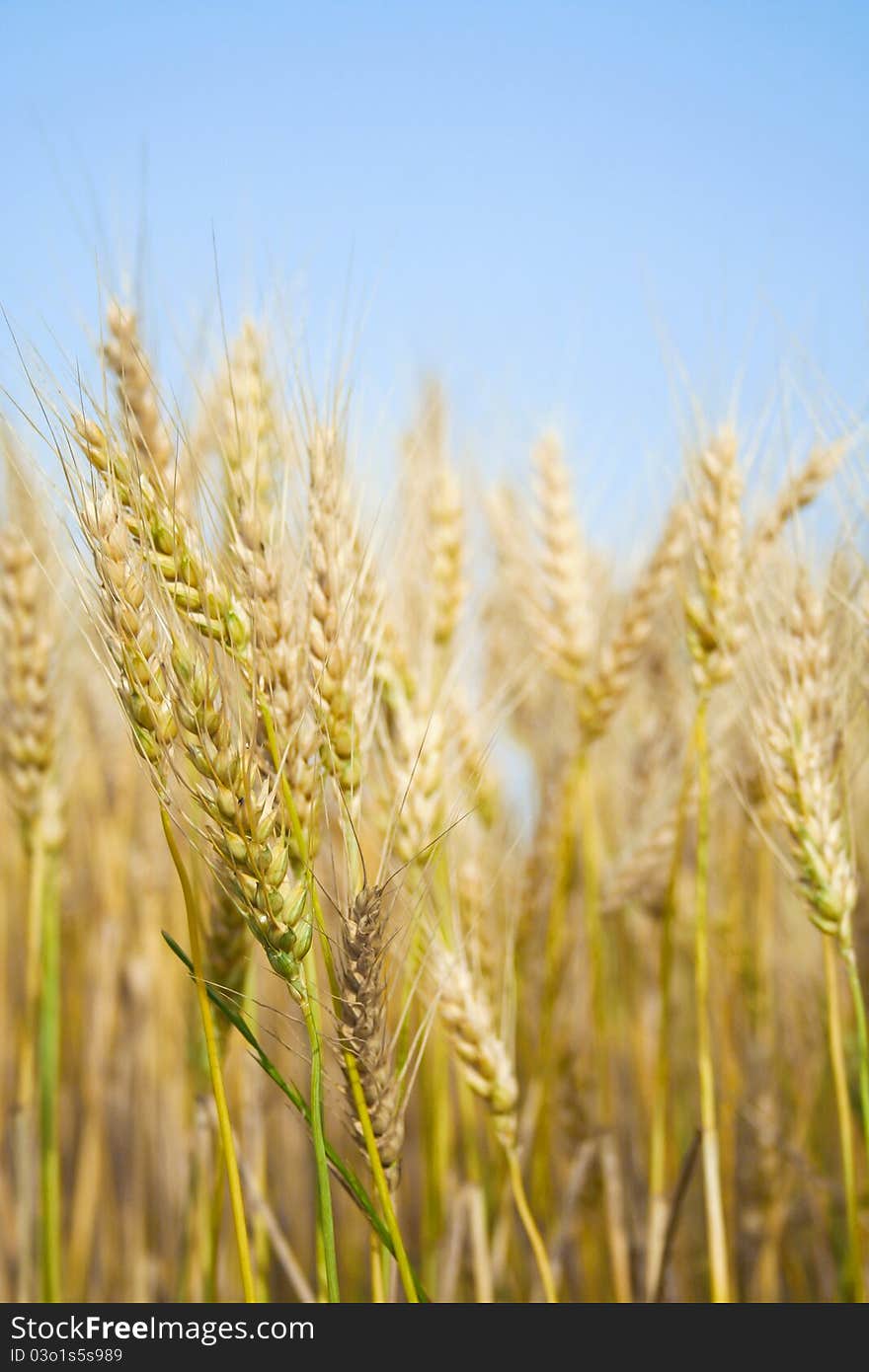 In a wheat field