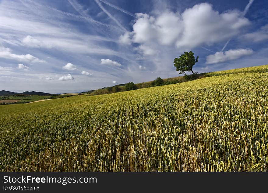 Tree and clouds