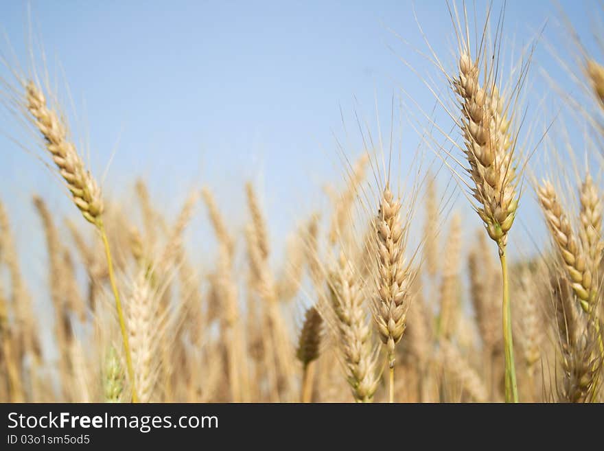 In a wheat field