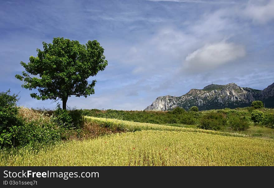 Tree and mountains in springtime