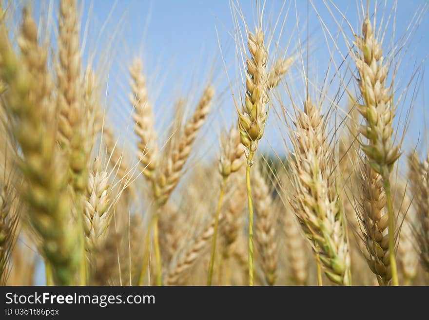 In a wheat field