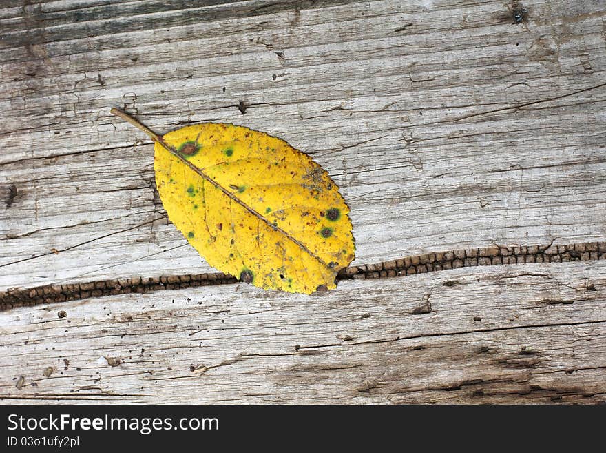 Color photograph of an autumn leaf on a wooden board