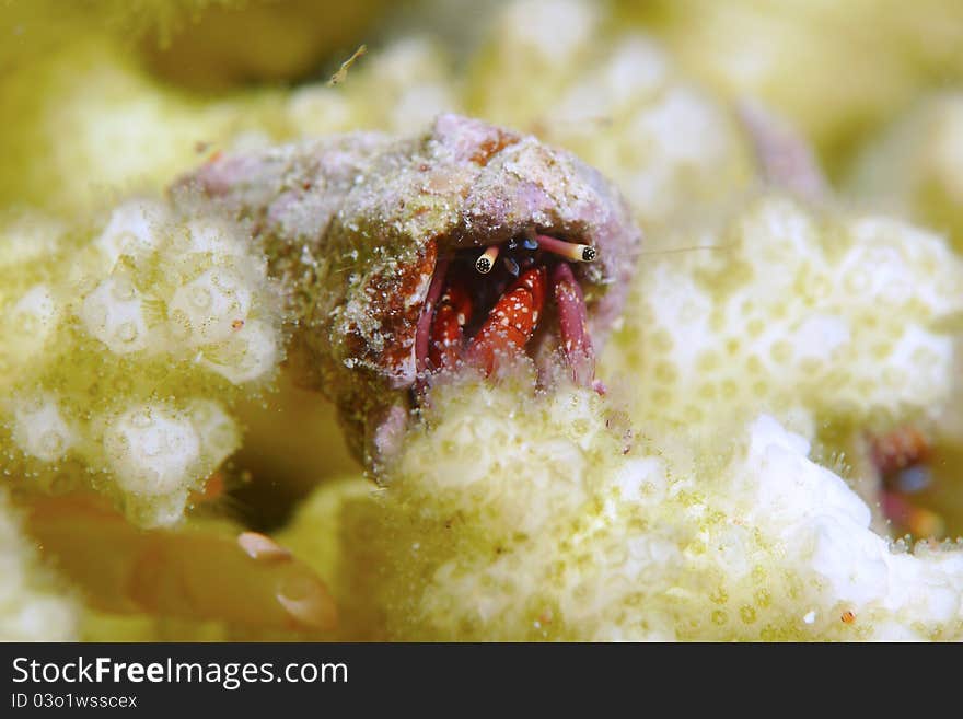 A hermit crab sitting on some finger coral