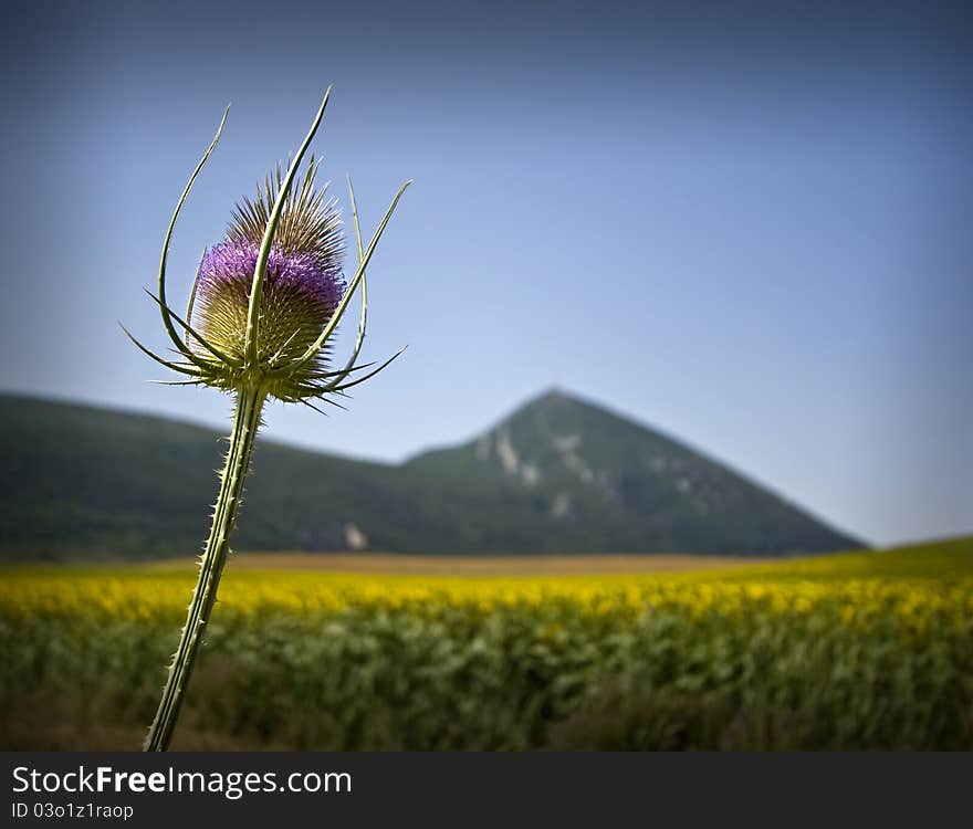 The flower and mountain