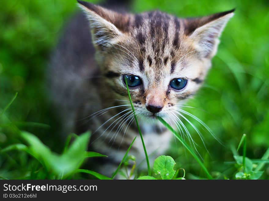 Kitty looking down in front of grass