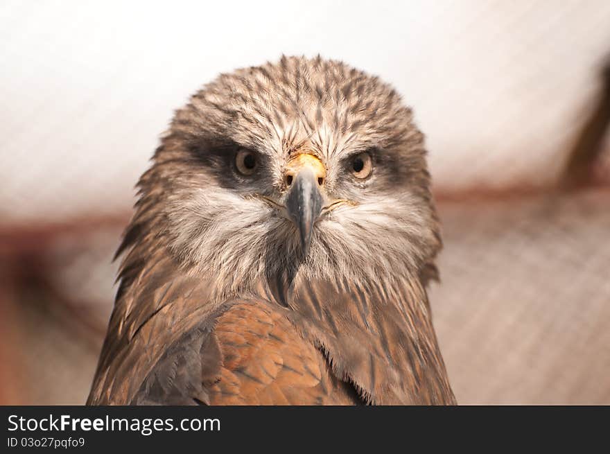 Hawk Portrait