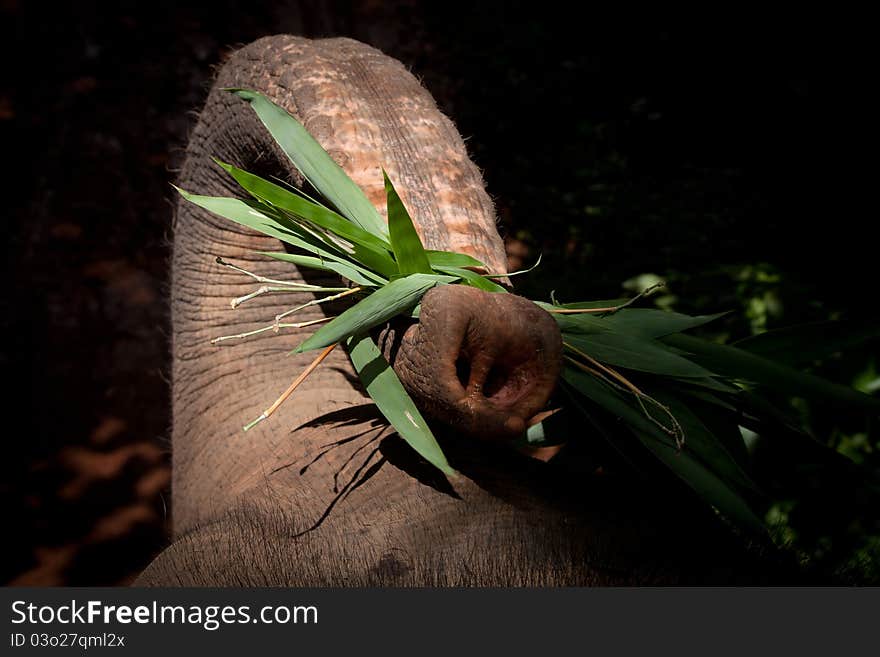 Elephant trunk