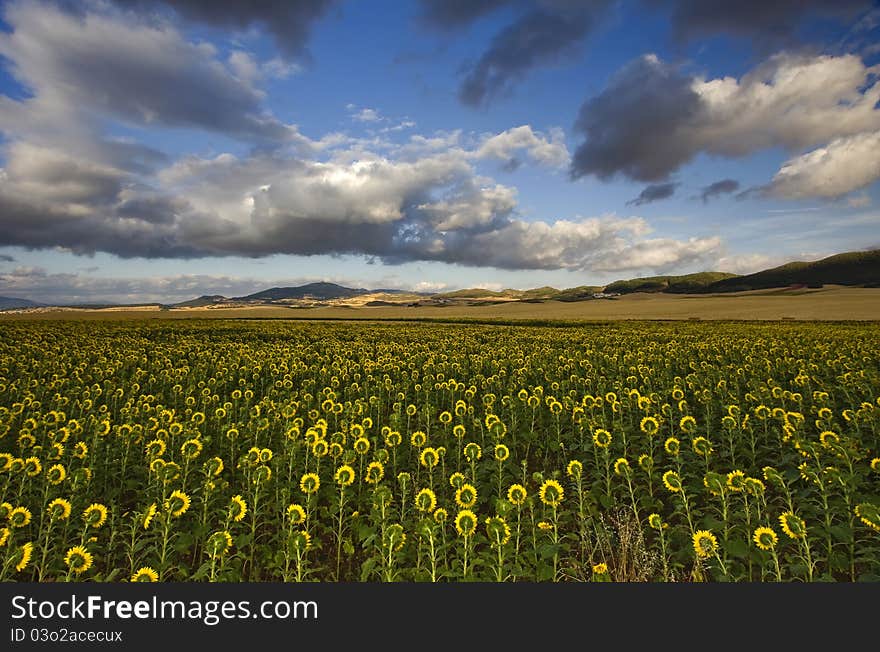 Sunflowers under cloud