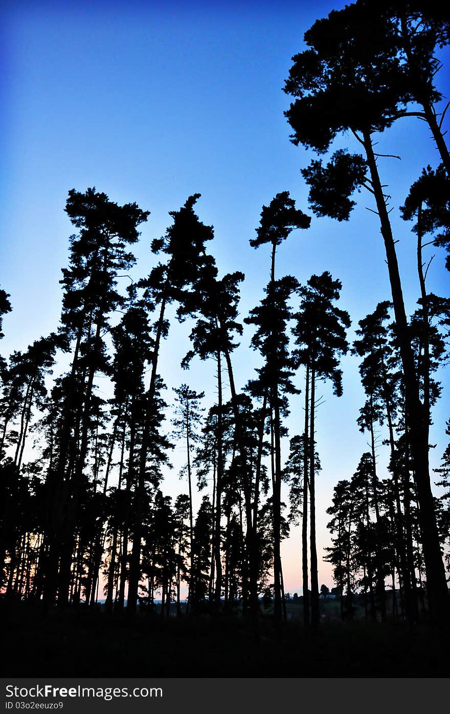 Old big trees on color background with blue sky