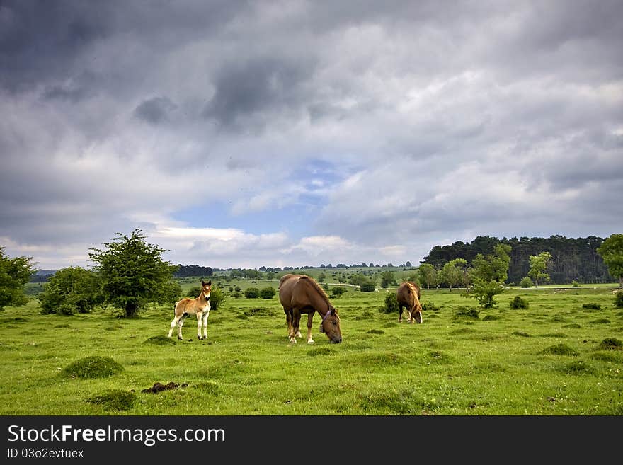 Horses In Meadow