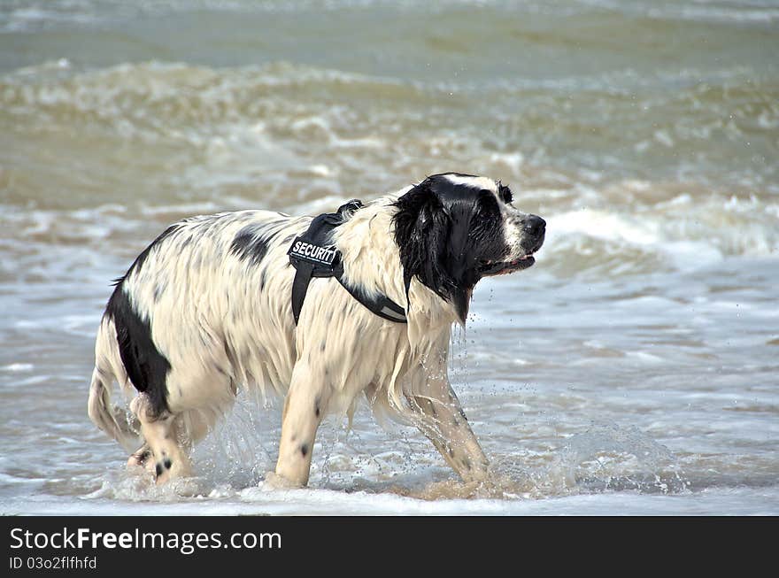 Dog playing at the beach running at the water. Dog playing at the beach running at the water