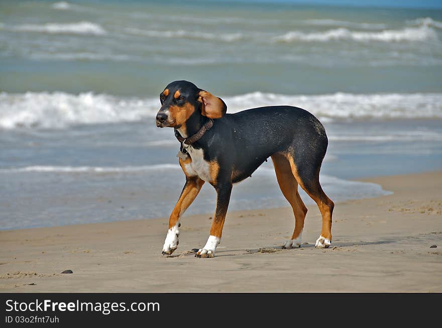 Dog playing at the beach running at the water. Dog playing at the beach running at the water