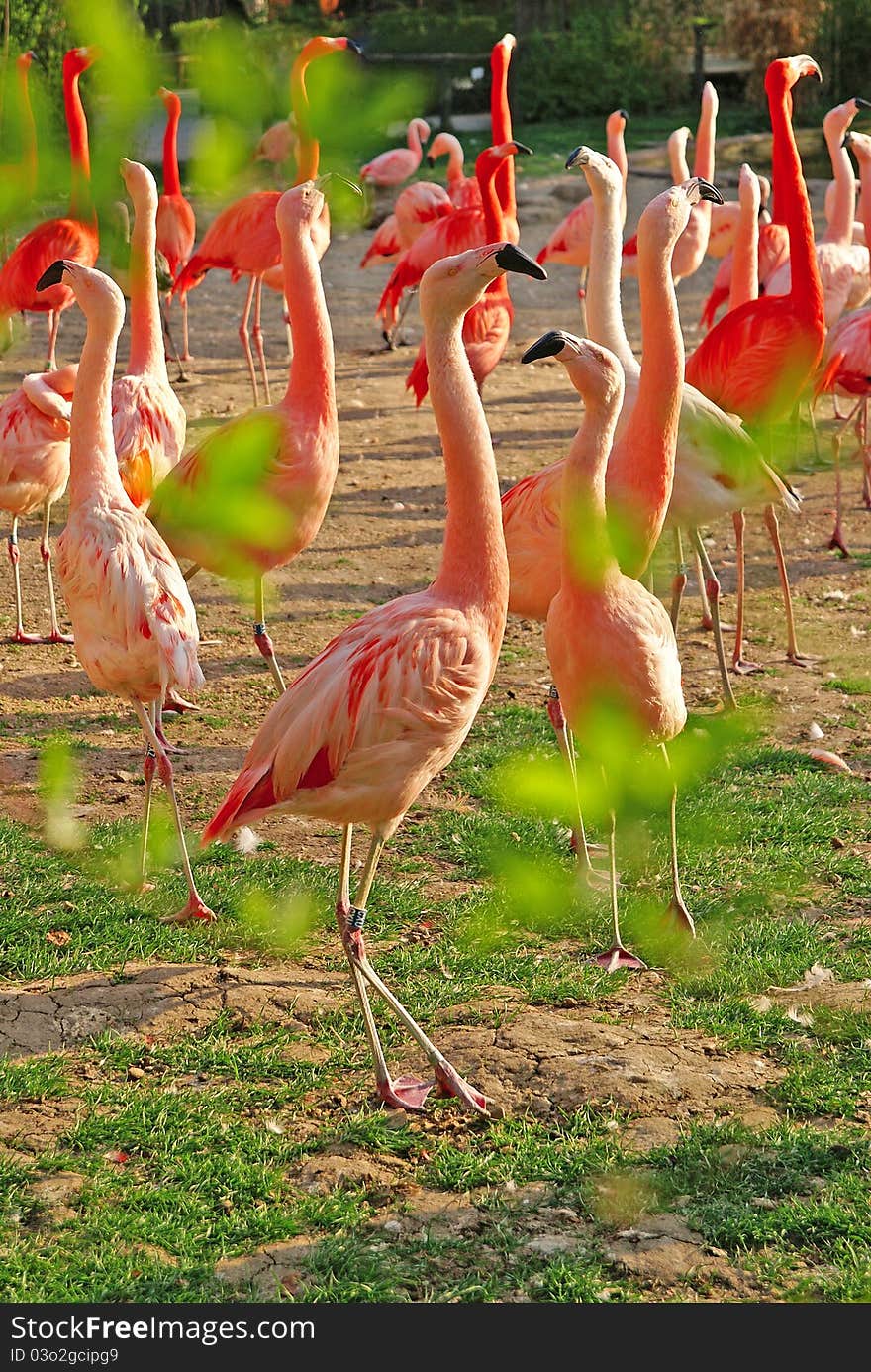 A lot of flamingos at the zoo