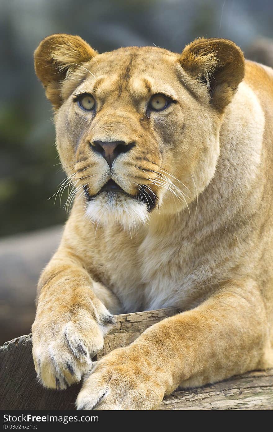 Detailed portrait of the lioness. Detailed portrait of the lioness