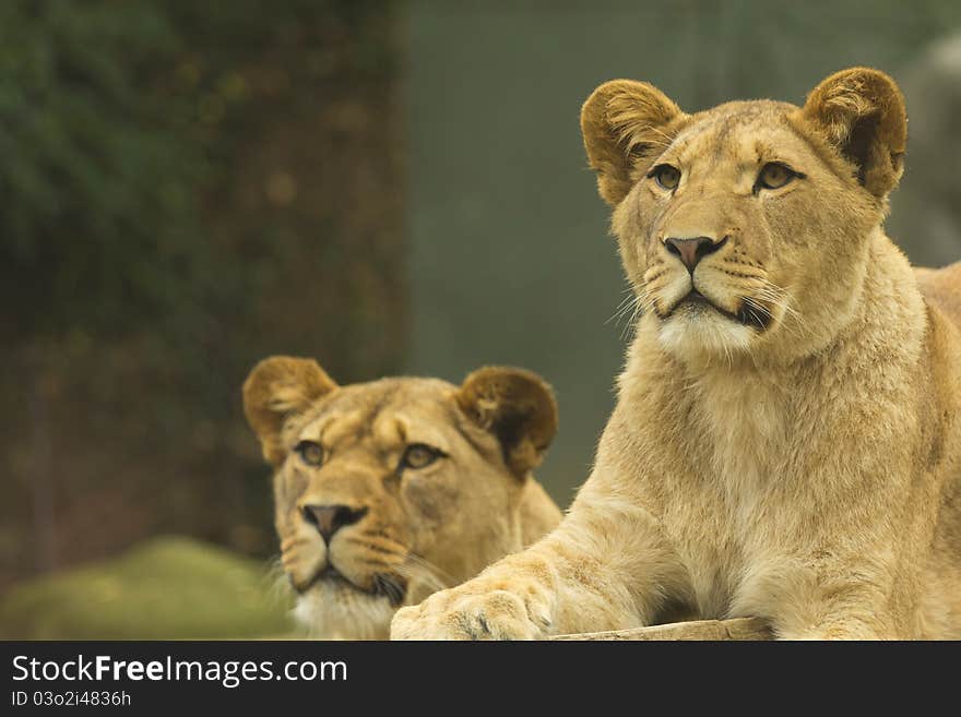 Detailed view of the two lions