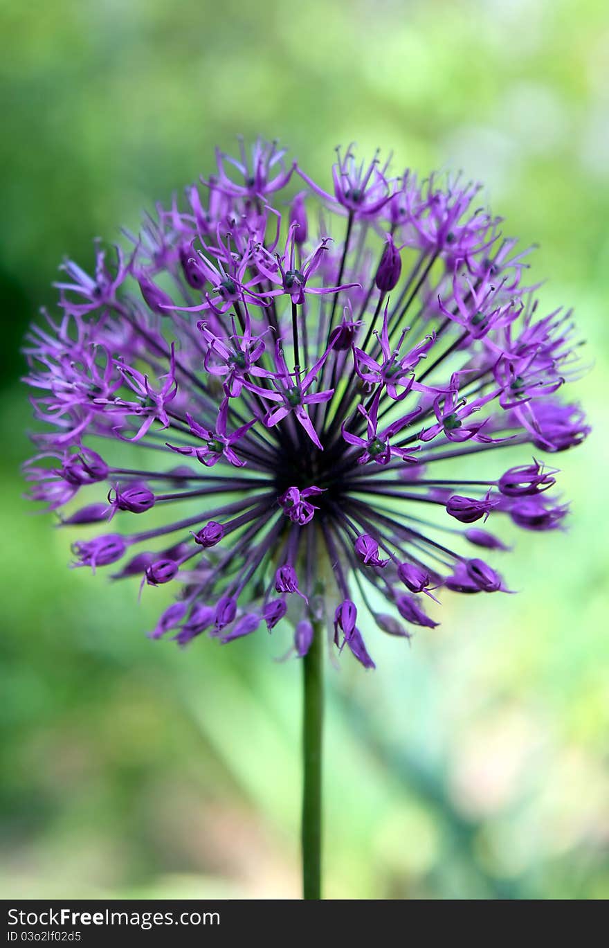 Purple Alium flower