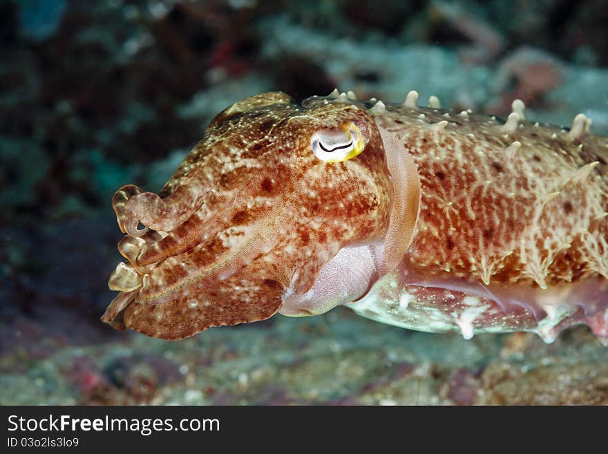 Close-up portrait of a Squid on a coral reef at Bali, Indonesia. Close-up portrait of a Squid on a coral reef at Bali, Indonesia