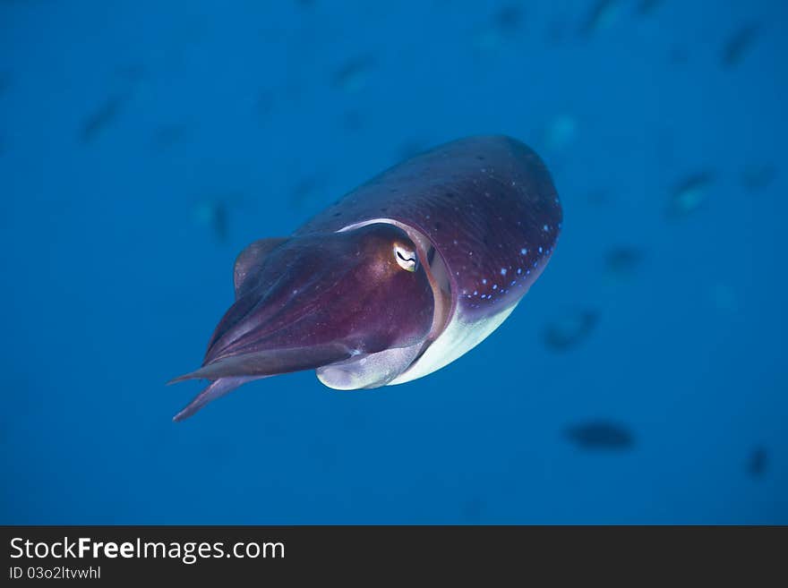 Close-up portrait of a Squid on a coral reef at Bali, Indonesia. Close-up portrait of a Squid on a coral reef at Bali, Indonesia