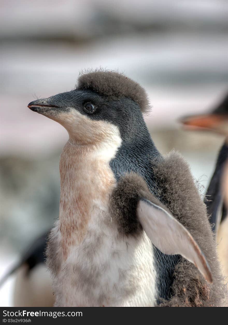 Penguin portrait