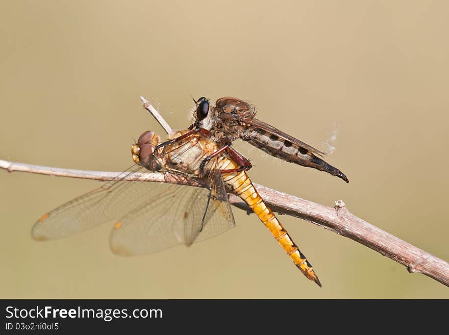 A robber fly with a wandering glider dragonfly for prey. A robber fly with a wandering glider dragonfly for prey