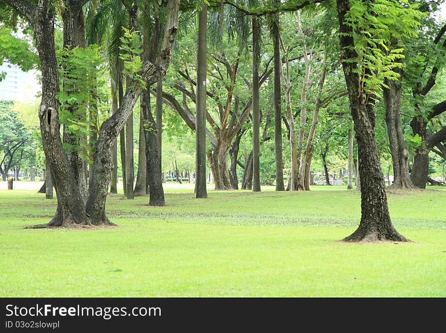 Tree trunks with green grass in the park. Tree trunks with green grass in the park