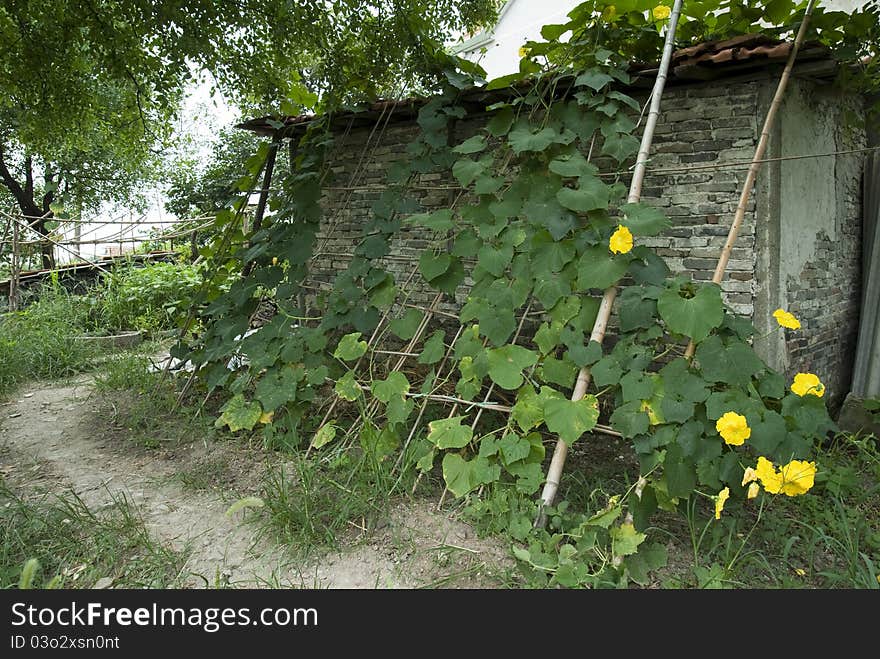 This is the farmer's house，The houses around the planting crops。The photos were taken in the summer。. This is the farmer's house，The houses around the planting crops。The photos were taken in the summer。