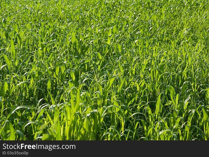 Corn field