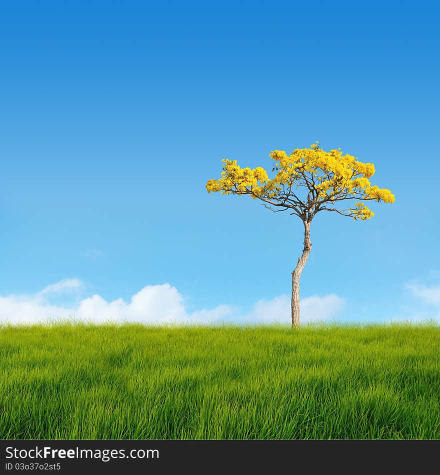 Alone tree on grass field. Alone tree on grass field