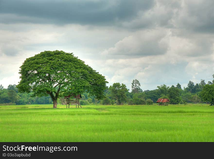 Hut in the rice field