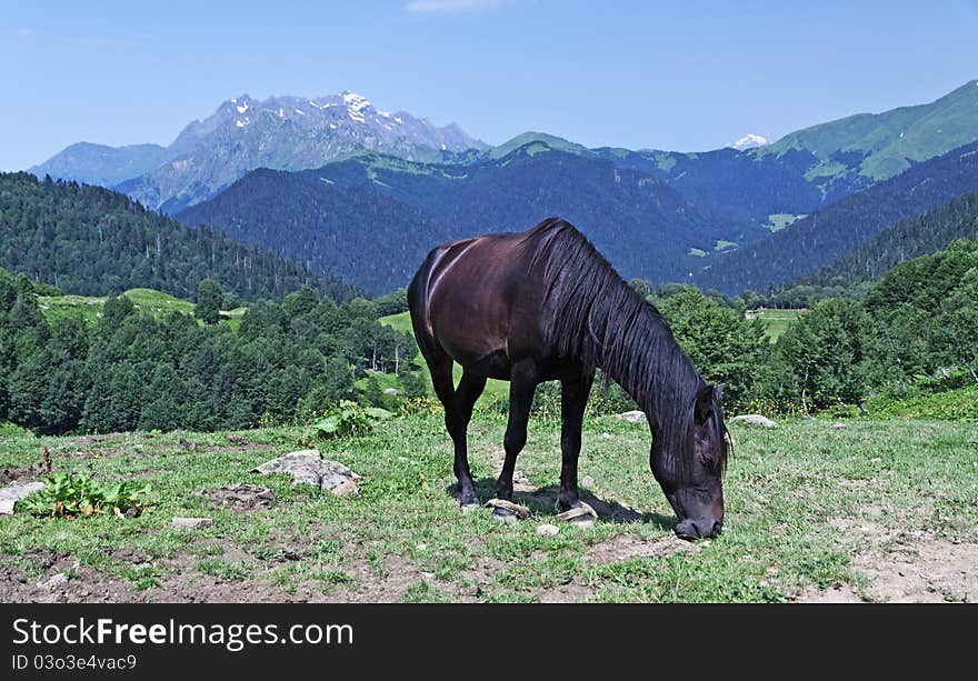 Brown horse on mountain grassland