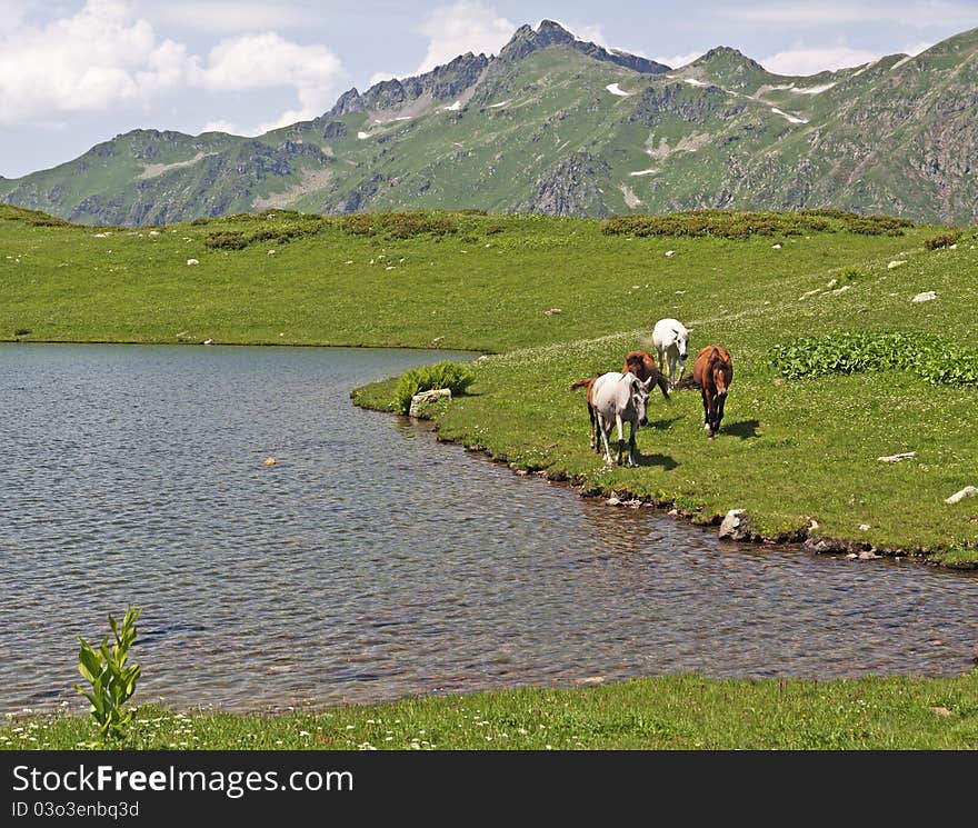 Horses On Mountain Lake Shore