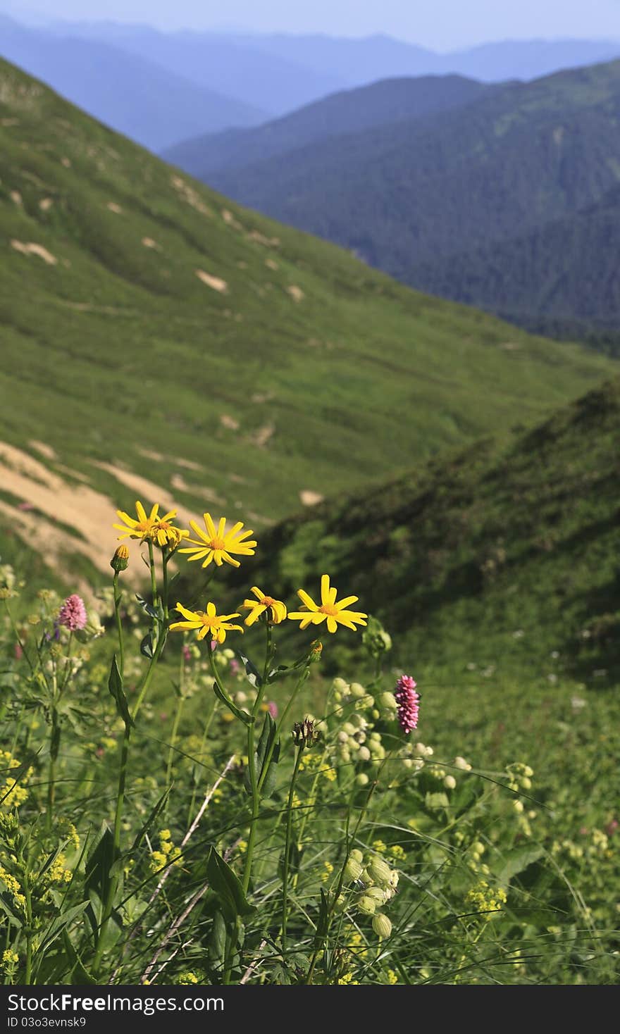 Yellow flowers on hillside with mountains edges background
