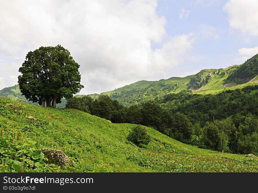 Lonely tree in a mountain landscape. Lonely tree in a mountain landscape