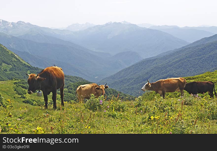 Four Grazing Cows In Mountains