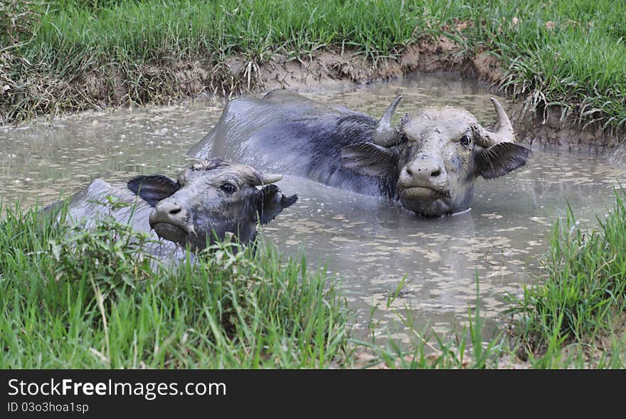 Buffalo with her calf