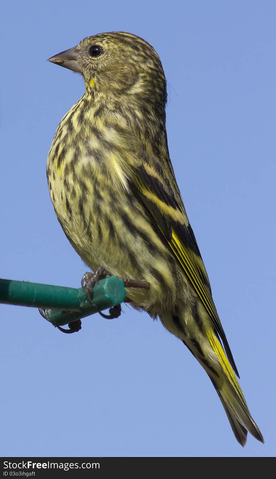 Female Siskin (Carduelis Spinus)