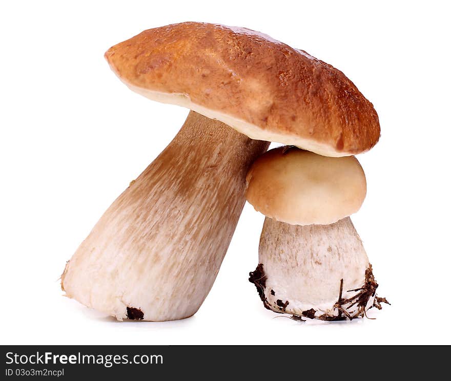 Color photo of wild mushrooms