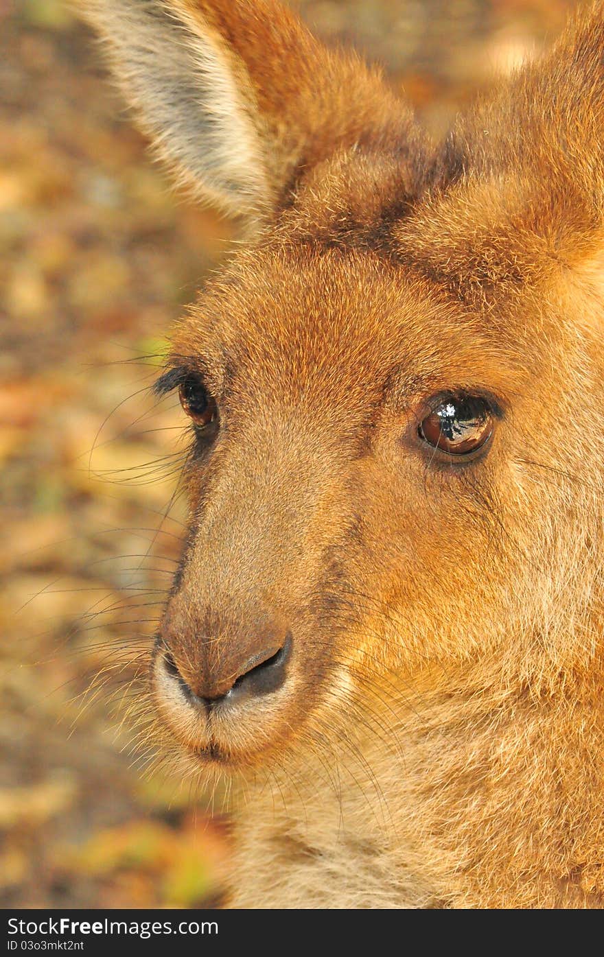 Kangaroo in Australia Zoo, Qld, Australia