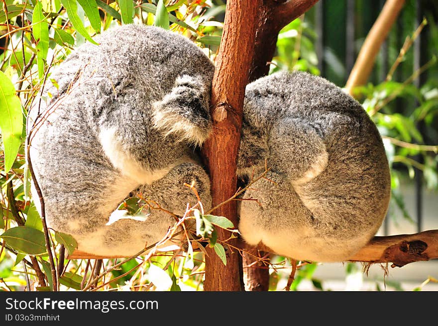 Two koalas rest on a tree in Australia Zoo, Qld, Australia. Two koalas rest on a tree in Australia Zoo, Qld, Australia