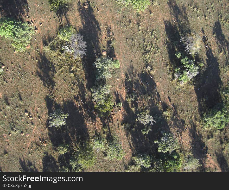 Blue Wildebeests In Bush From Above