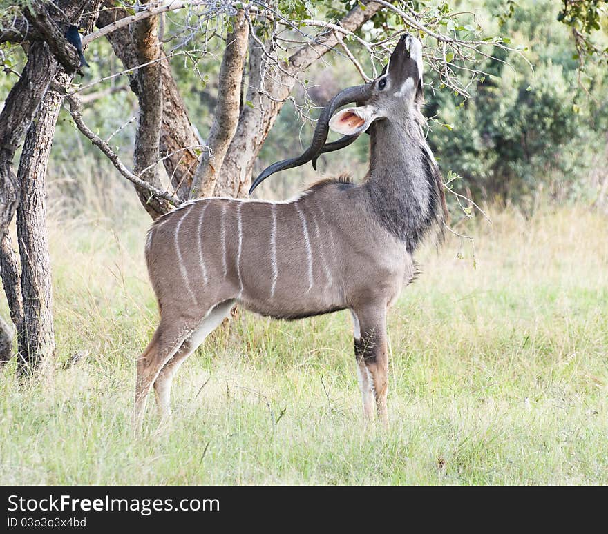 Male greater Kudu eating leaves. Male greater Kudu eating leaves