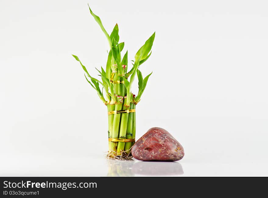 Bundle of lucky bamboo isolated on white