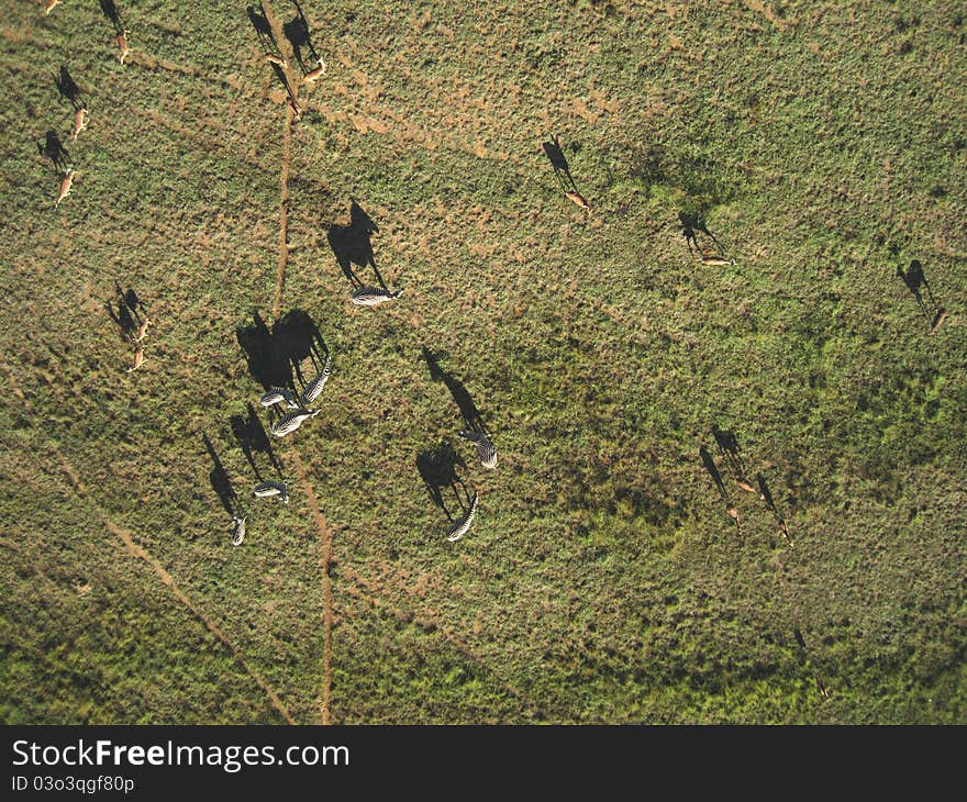 Aerial Photo Of Zebras And Impalas