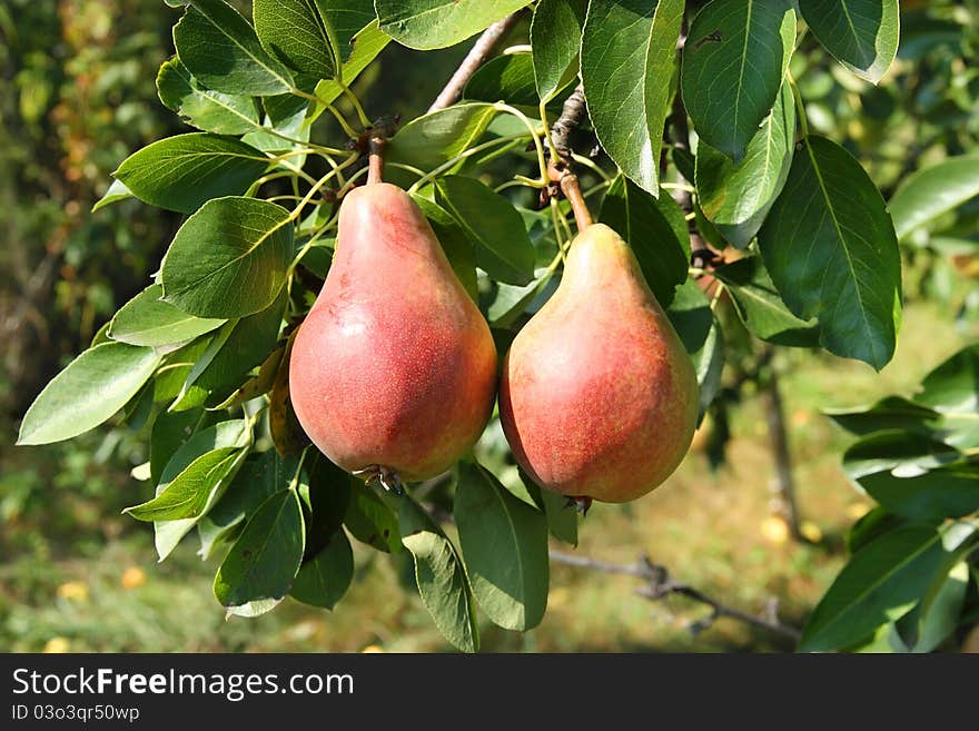 Branch with green leaves and two pears