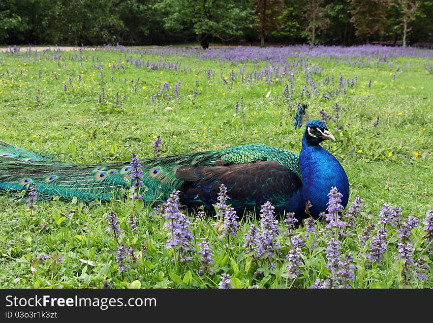 Details of a peacock lying in the grass