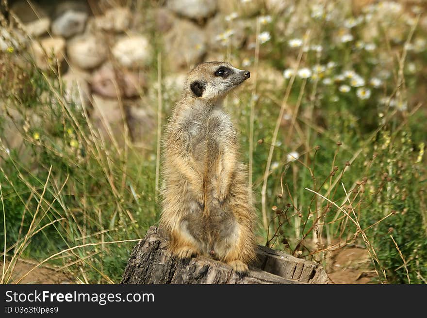 The meerkat or suricate (Suricata, suricatta), a small mammal, is a member of the mongoose family