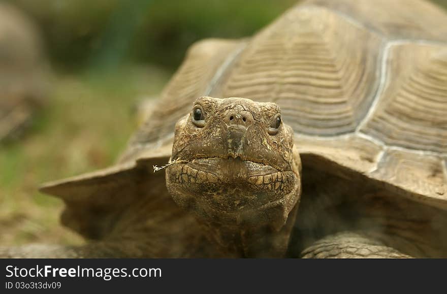 Head of very big tortoise